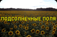 Подсолнечные поля